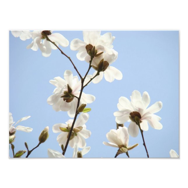 Fotografia impressões de Arte Floral Magnolia Flow (Frente)
