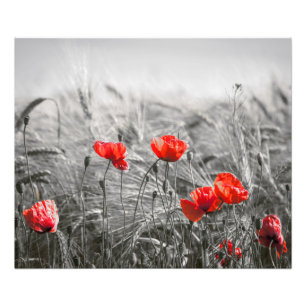 Fotografia Minimalista do Campo Flor Laranja