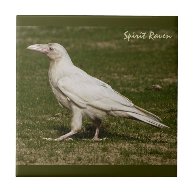 Fotografia Rare White Raven Wildlife (Frente)