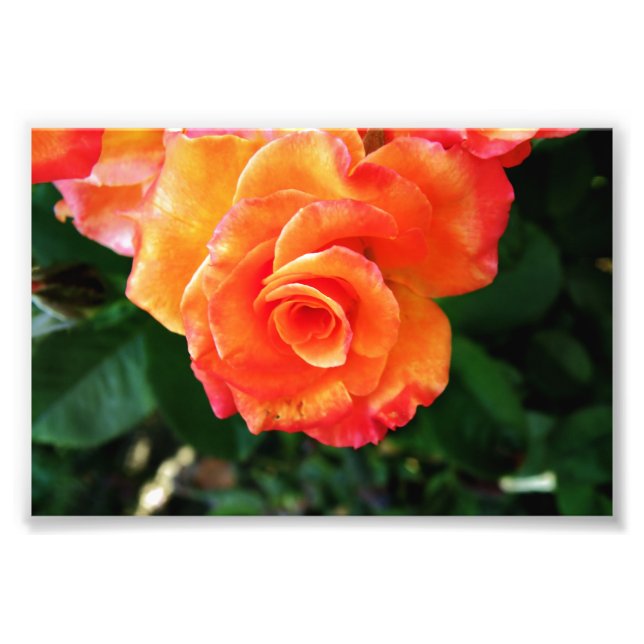 Fotografia Rosa Laranja (Frente)