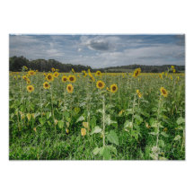 Fotografia "Sunflower Heaven"