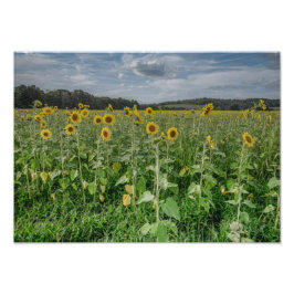 Fotografia "Sunflower Heaven"