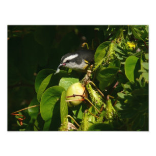 Fotografia tropical de alimentação de aves de Ba