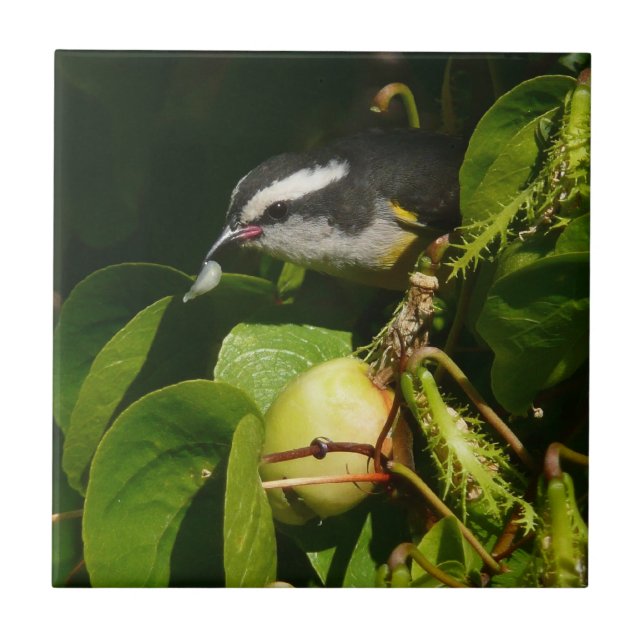 Fotografia tropical de alimentação de aves de Bana (Frente)