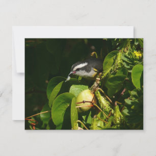 Fotografia tropical de alimentação de aves de Bana