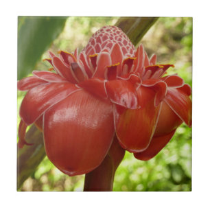 Fotografia Tropical do Flor Vermelho Torch Ginger