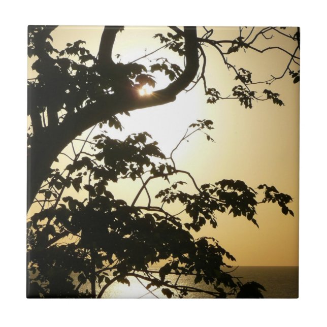 Fotografia Tropical II através do Sol (Frente)