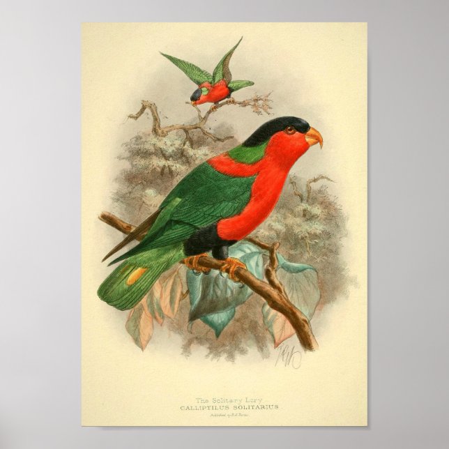 fotografias de aves presentes posters posteres vin (Frente)