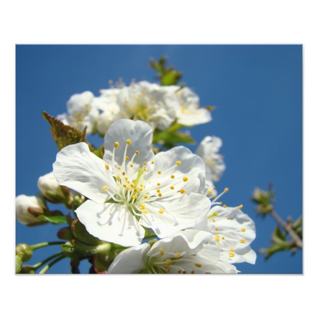 Fotografias de flores de cerejeira Impressões de f (Frente)