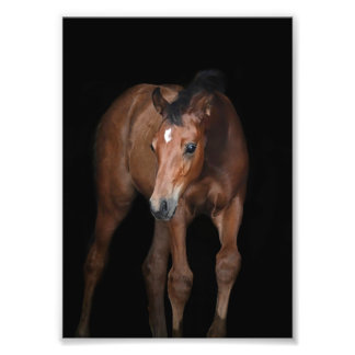 Fotos de Fazenda e Cavalo do StarGazer