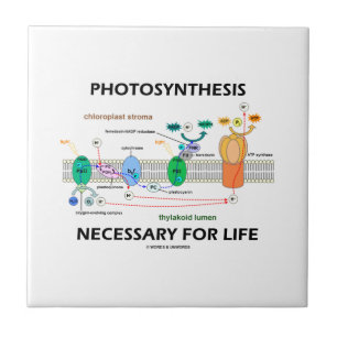 Fotossíntese necessária para a vida Luz-Dependen