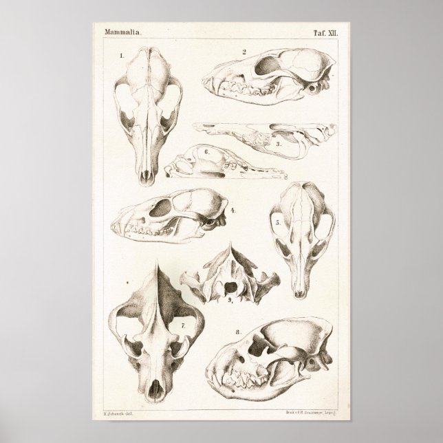 Fox and Hyena Skulls Veterinary Anatomy Impressão (Frente)
