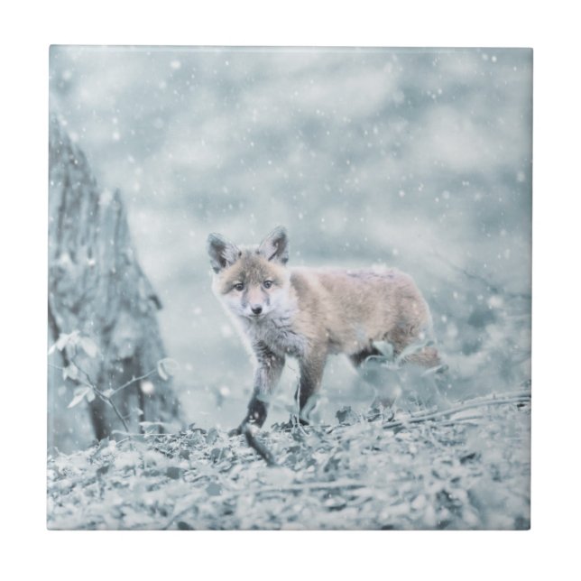 Fox Cub na neve (Frente)