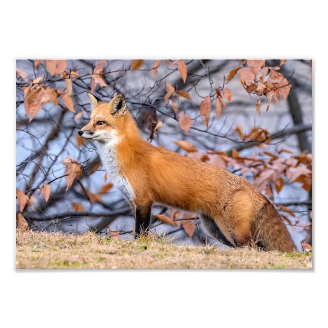 Fox, Folhas E Fotografia De Cachorro (Frente)