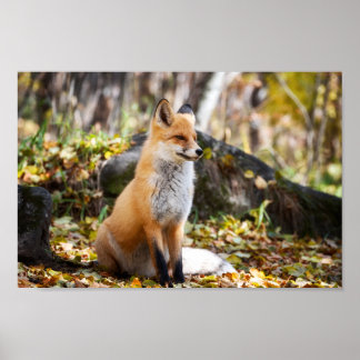 Fox in Woods - Poster