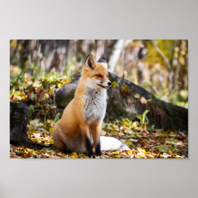 Fox in Woods - Poster (Frente)