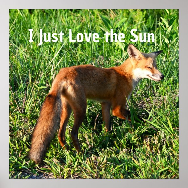 Fox Photo Poster (Frente)