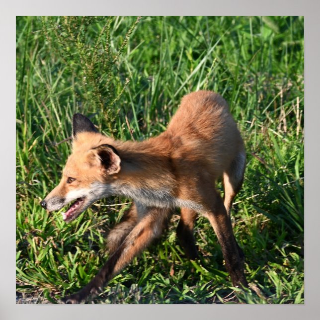 Fox Photo Poster (Frente)