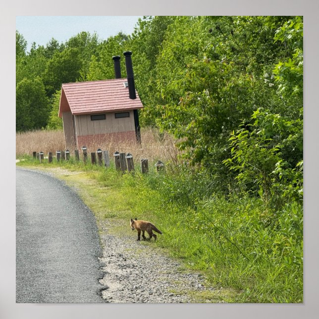Fox Photo Poster (Frente)