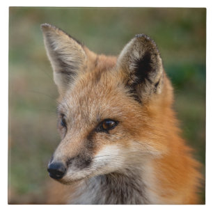 Fox Retrato