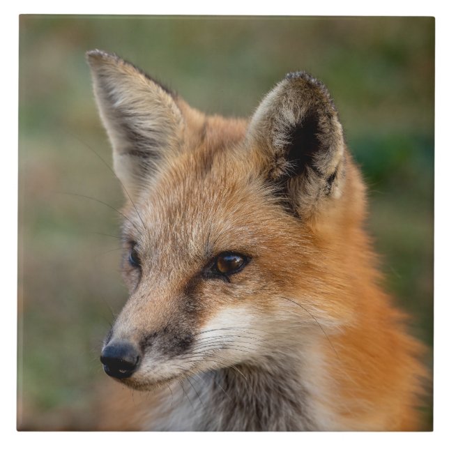 Fox Retrato (Frente)