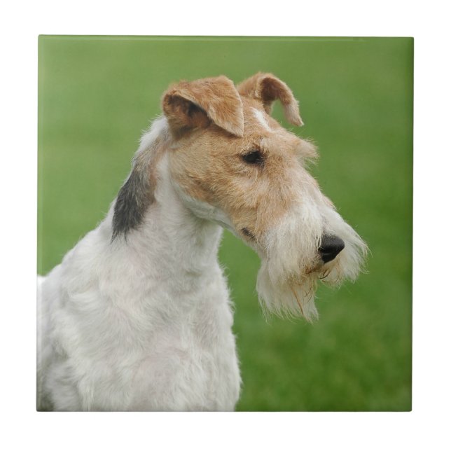 Fox Terrier (Frente)