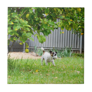 Fox Terrier Cara de Medo Engraçada,