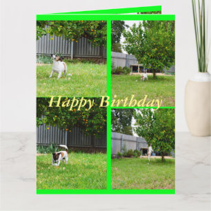 Fox Terrier, Colagem de Fotos, Cartão de Aniversár