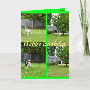 Fox Terrier, Colagem de Fotos, Cartão de Saudaç