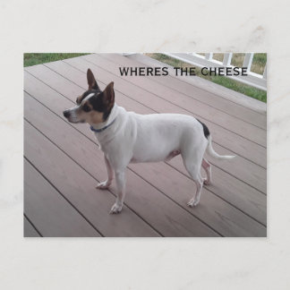 fox terrier de brinquedo fofo/chihuahua cartão pos