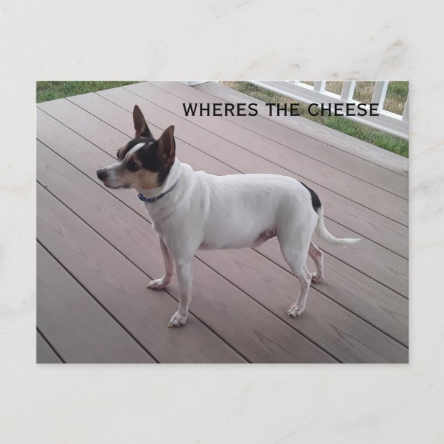 fox terrier de brinquedo fofo/chihuahua cartão pos (Frente)