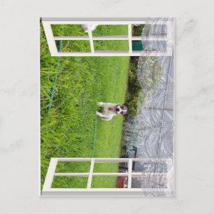 Fox Terrier vem jogar, cartão postal