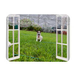 Fox Terrier vem jogar, ímã flexível