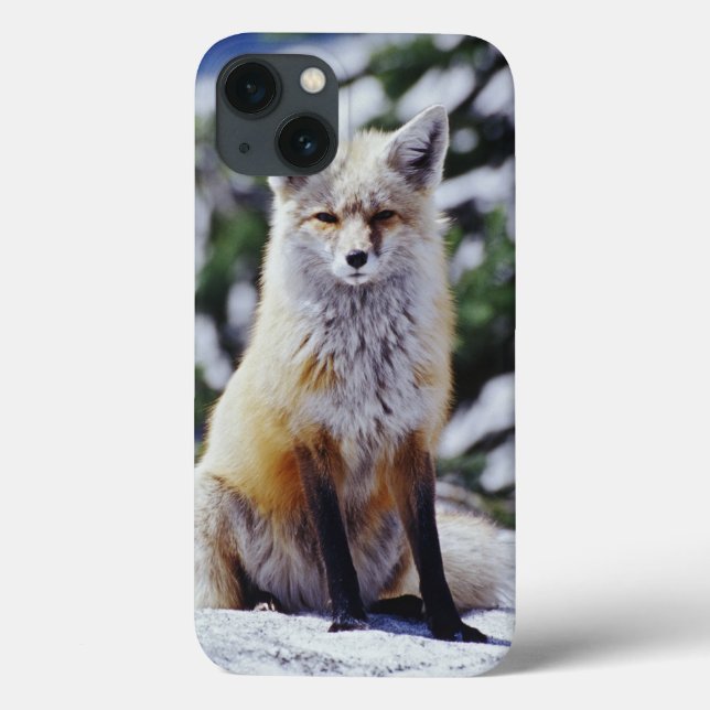 Fox vermelho que senta-se no banco da neve, (Verso)