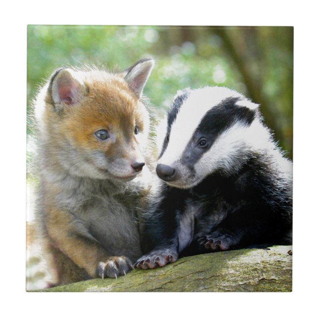 Foxcub & texugo bonitos! (Frente)