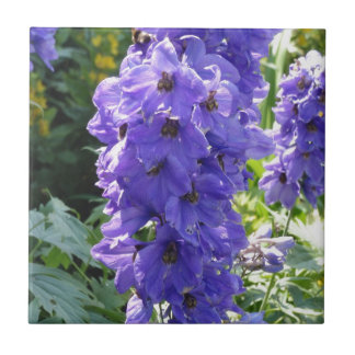 Foxglove azul selvagem