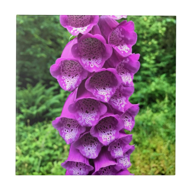 Foxglove Flowers, Oregon (Frente)