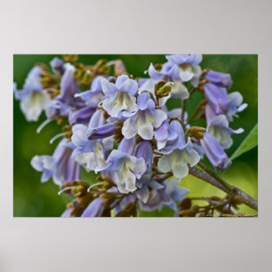 Foxglove Tree Purple Blossoms Poster