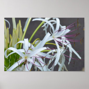 Fragrância Floral poster