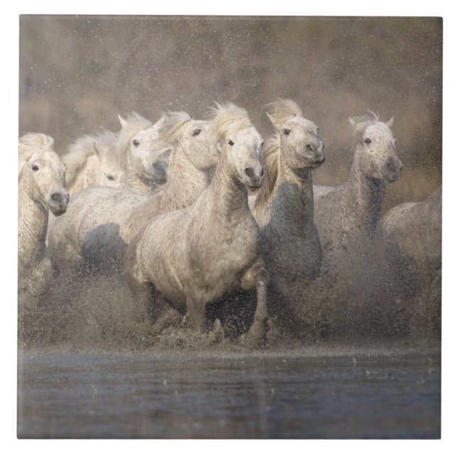 França, Provença. Cavalos brancos Camargue corrend (Frente)
