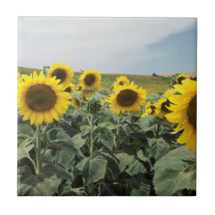 France Provence, View of sunflower field