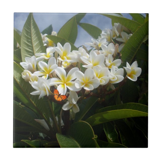 Frangipanas com borboleta, Azulejo cerâmico (Frente)