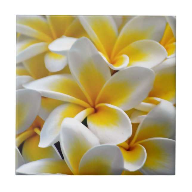 Frangipani Plumeria Flower Photo (Frente)