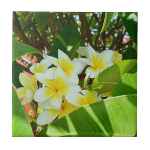 Frangipanis Amarelos Crescendo Em Uma Árvore,