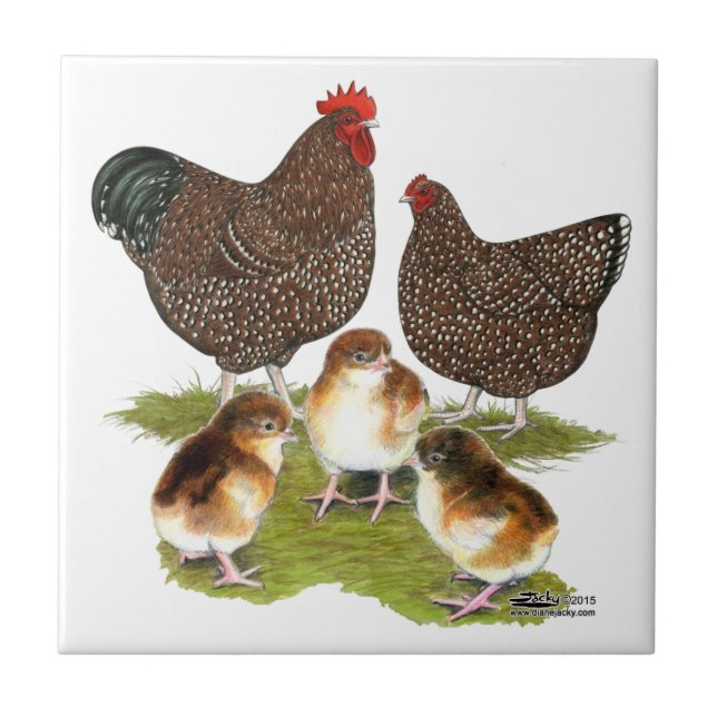 Frango Orpington Jubileu Família (Frente)