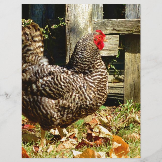 Frango preto e branco (Frente)