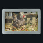 Frango preto e branco<br><div class="desc">Frango preto e branco no galo de Yard da Fazenda na foto Fazenda de Sandy Closs. "frango amante" "galinha" "galinha de fazenda" "frango decorativo" "frango colorido" "coletor de galinha" "animais de criação" "galinha de galinha"</div>