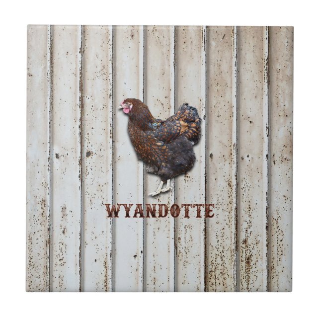 Frango Wyandotte (Frente)