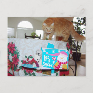 Frank&Leo: Você viu o gato? cartão postal