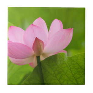 Franklin NC, Jardim da Água de Perry, Lotus